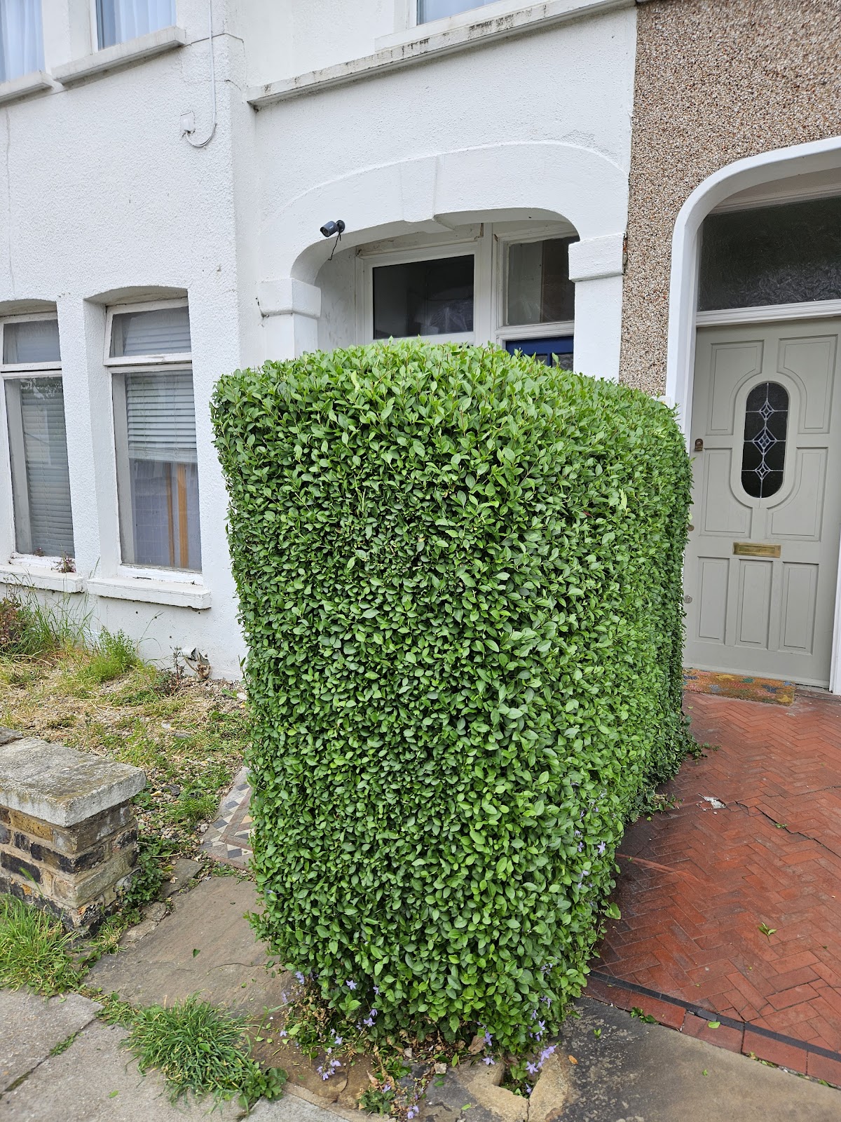 A crisply box-cut hedge finished by BAK Tree Care