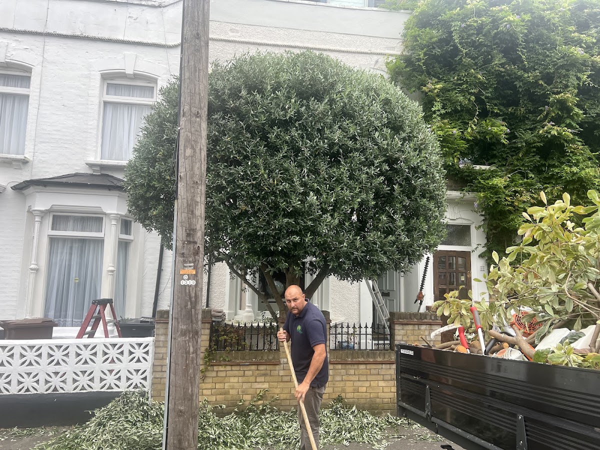 BAK Tree Care team clearing up after a crown reduction in Dartford