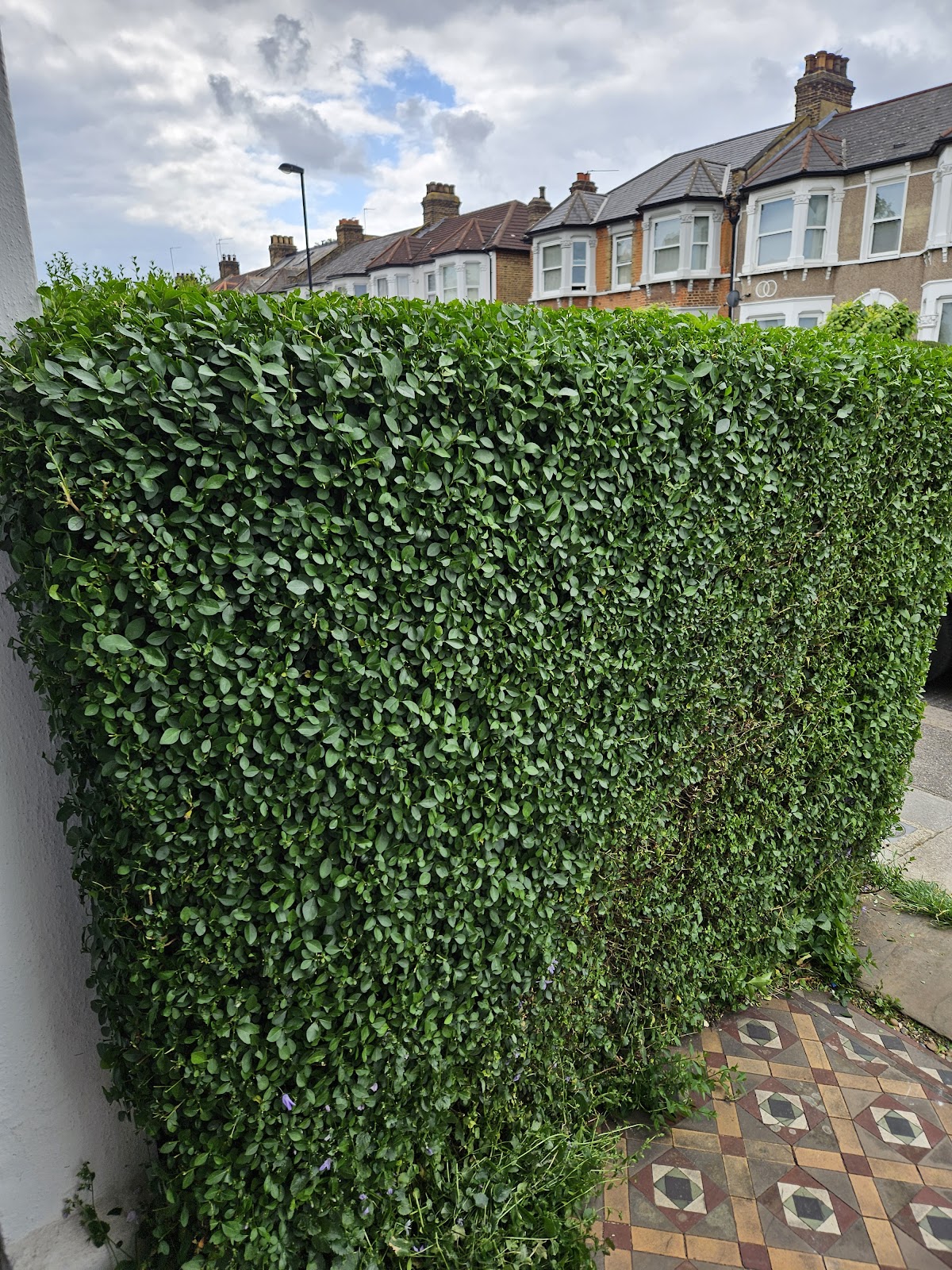 Tall privet hedge trimmed level and square